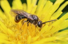 Lasioglossum marginatum