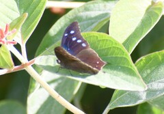 Memphis pithyusa