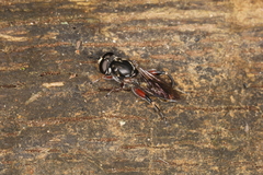 Chalcosyrphus elongatus