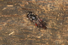 Chalcosyrphus elongatus