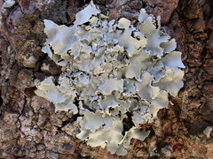 Parmotrema clavuliferum