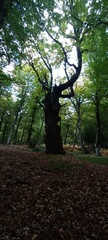 Fagus sylvatica