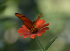 Dryas iulia moderata
