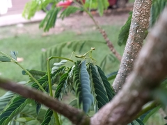 Stagmatoptera septentrionalis