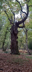 Fagus sylvatica
