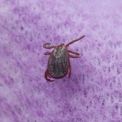 Dermacentor marginatus