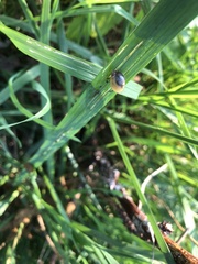 Succinea putris