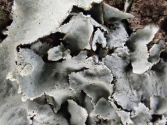 Parmotrema clavuliferum