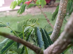 Stagmatoptera septentrionalis