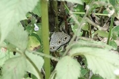 Satyrinae