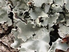 Parmotrema clavuliferum