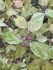 Callicarpa
