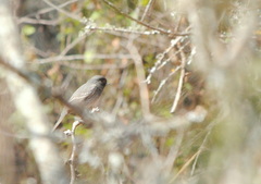 Knipolegus striaticeps