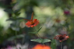 Dryas iulia moderata
