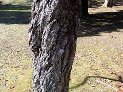 Parmotrema clavuliferum