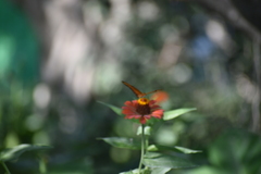 Dryas iulia moderata