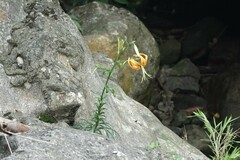 Lilium