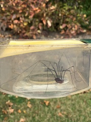 Opiliones