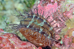 Ctenoides annulatus