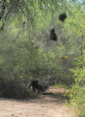Myrmecophaga tridactyla