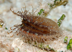 Ctenoides annulatus