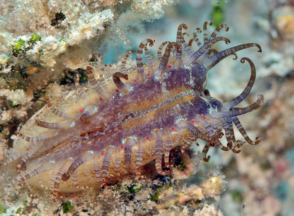 Ctenoides annulatus