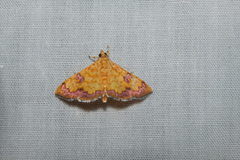 Isocentris filalis