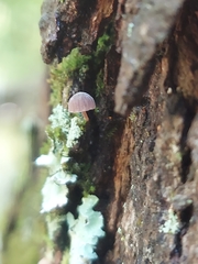 Mycena meliigena