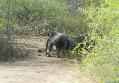 Myrmecophaga tridactyla