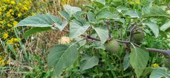 Datura wrightii