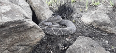 Crotalus molossus nigrescens