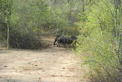 Myrmecophaga tridactyla