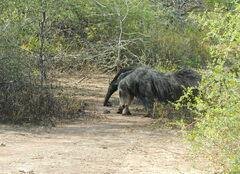 Myrmecophaga tridactyla