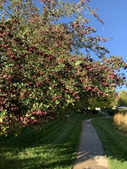 Crataegus phaenopyrum
