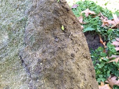 Holoverticata