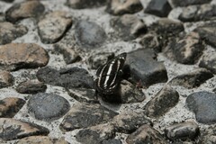 Limenitidinae