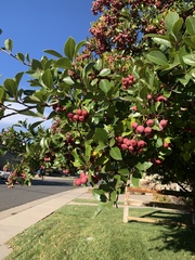 Crataegus phaenopyrum