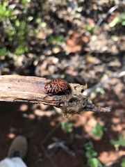 Gymnetis hieroglyphica
