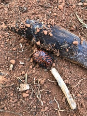Gymnetis hieroglyphica