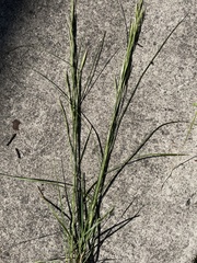 Sporobolus pumilus