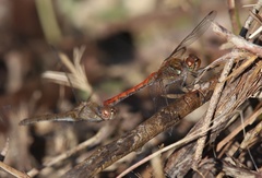 Sympetrum striolatum