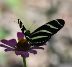 Heliconius charithonia vazquezae