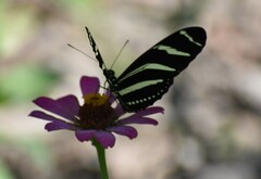Heliconius charithonia vazquezae