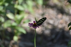 Heliconius charithonia vazquezae