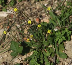 Diplotaxis tenuifolia
