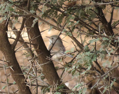 Curruca conspicillata