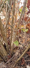 Psammophis biseriatus