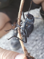 Blaps lusitanica