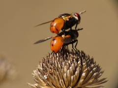 Gymnosoma rotundatum