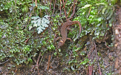 Lepidoblepharis